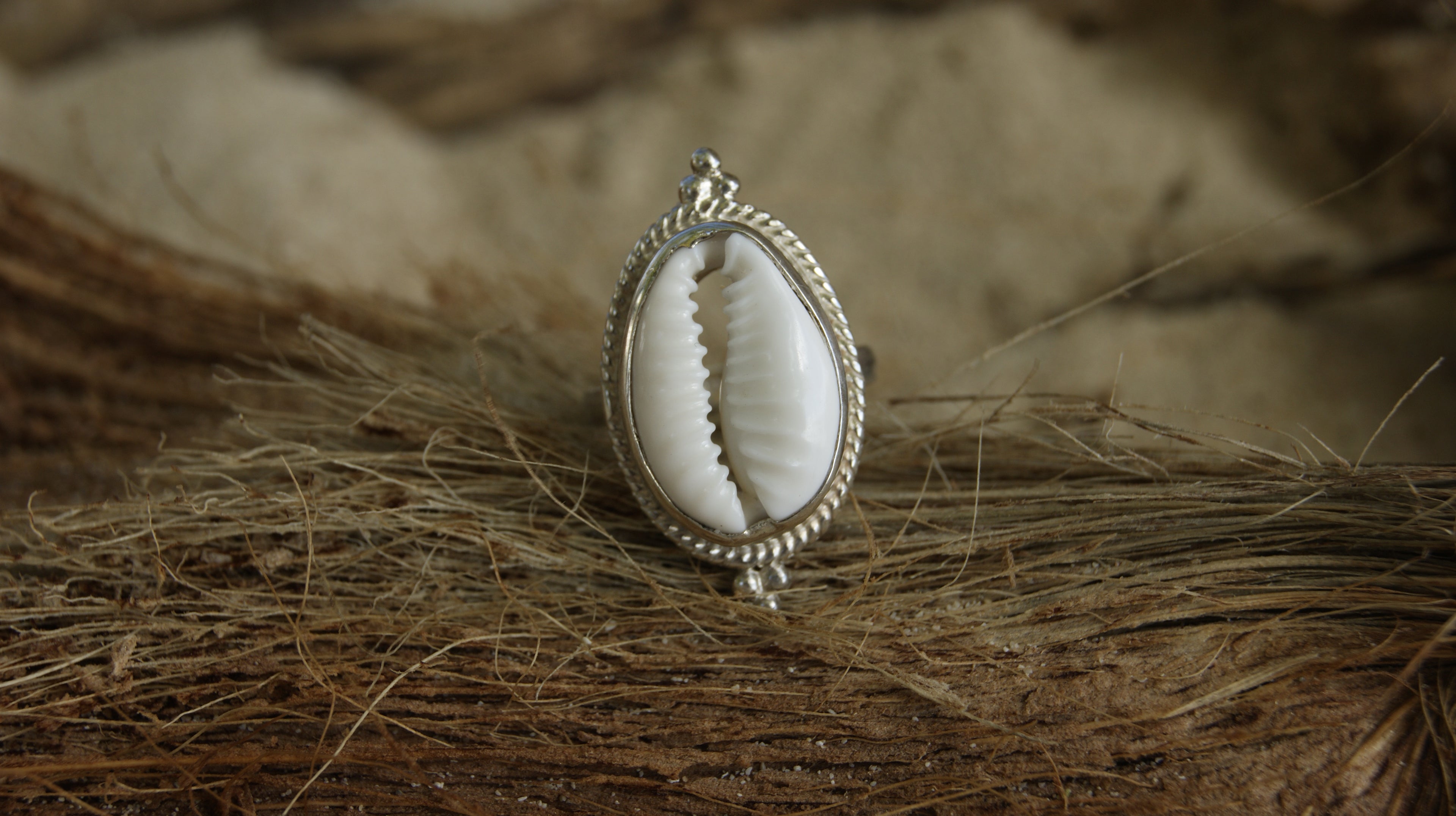 Ring Cowrie