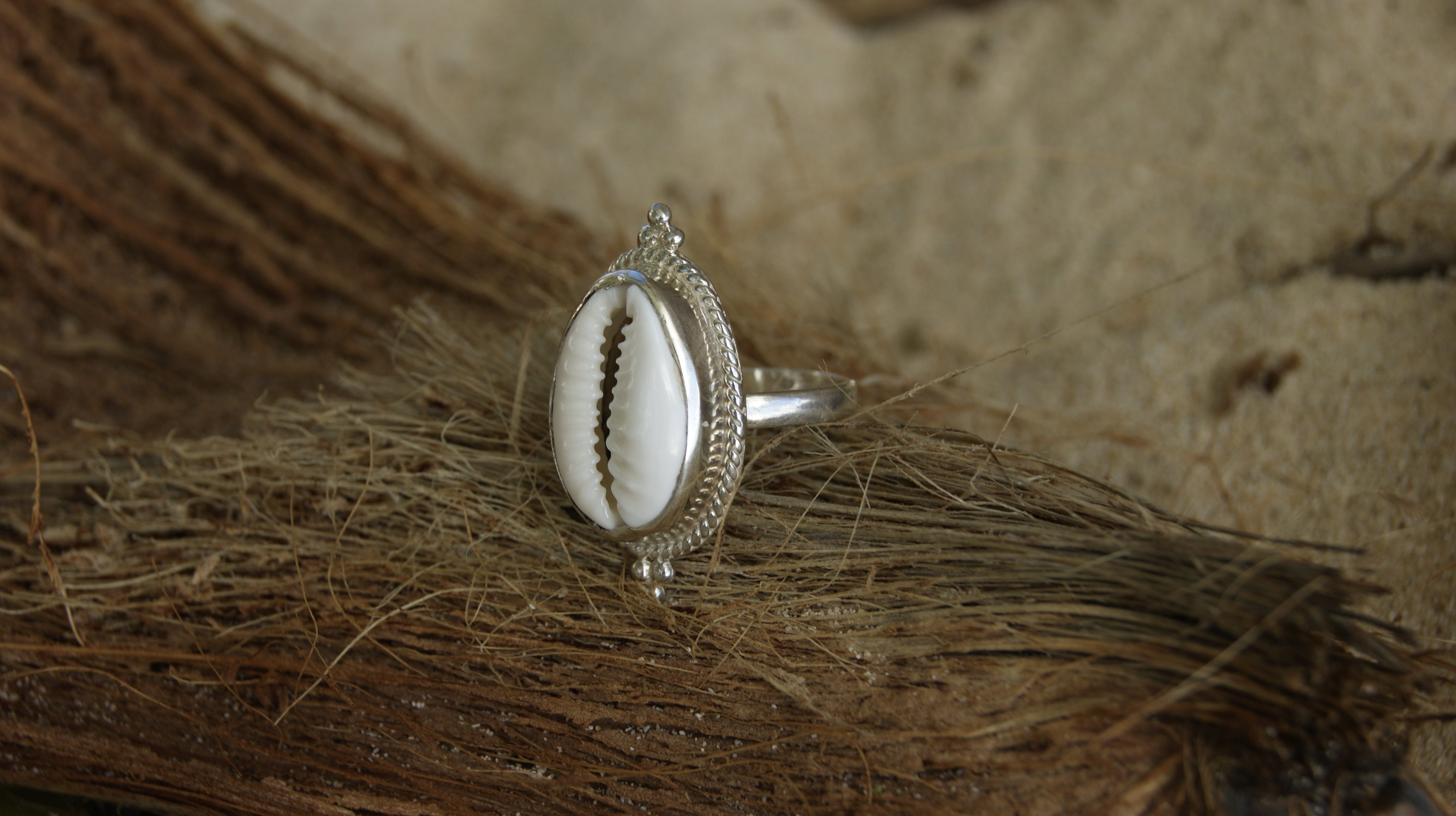 Ring Cowrie
