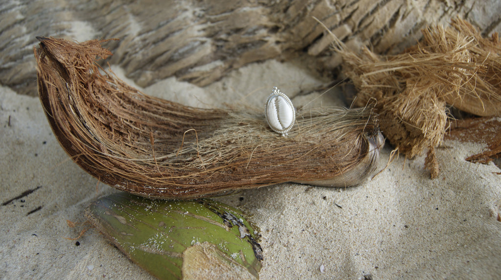 Ring Cowrie