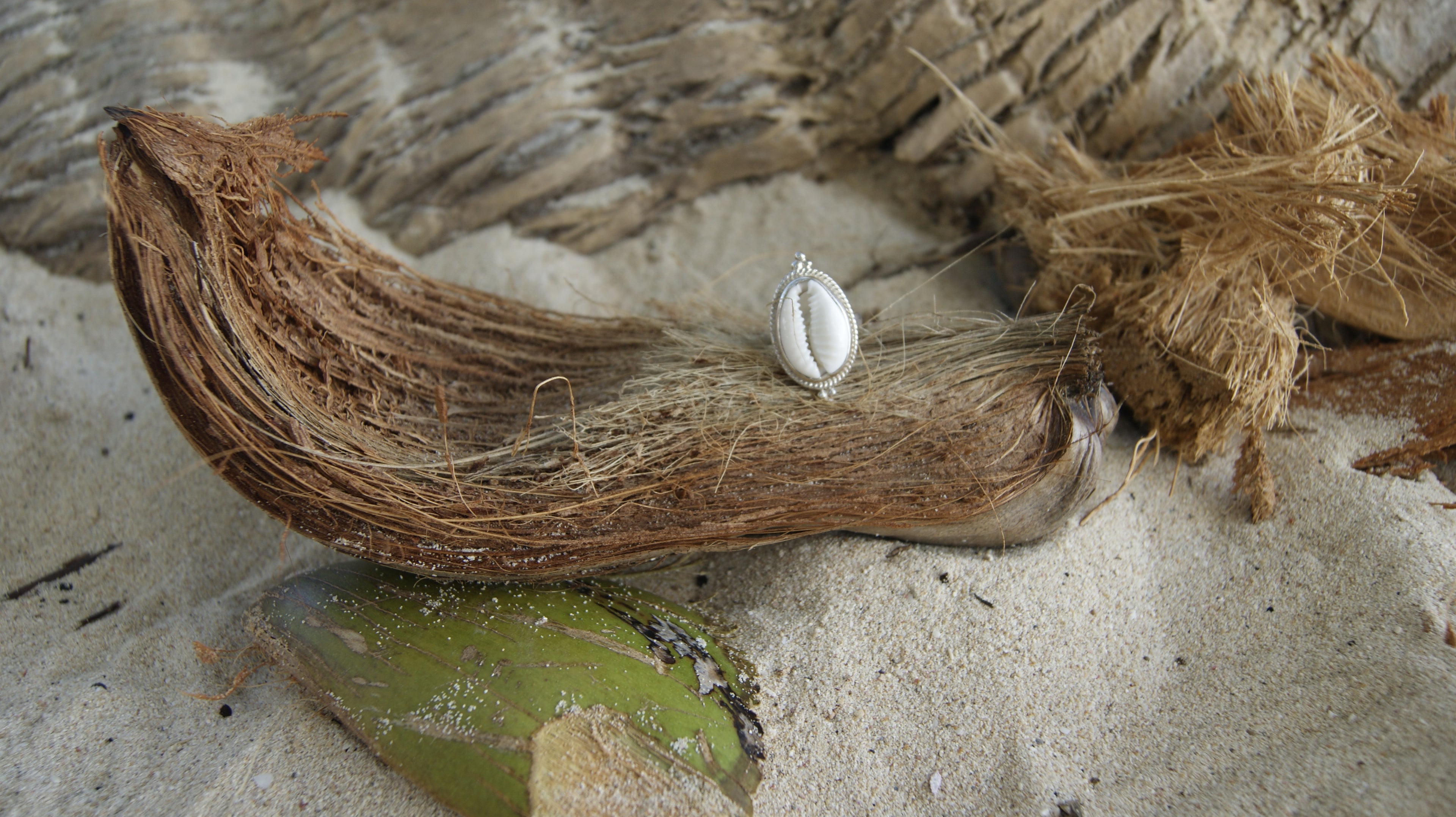 Ring Cowrie