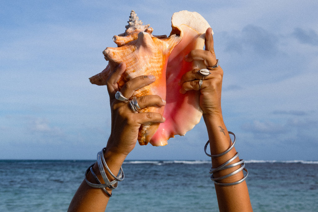 Ring Cowrie