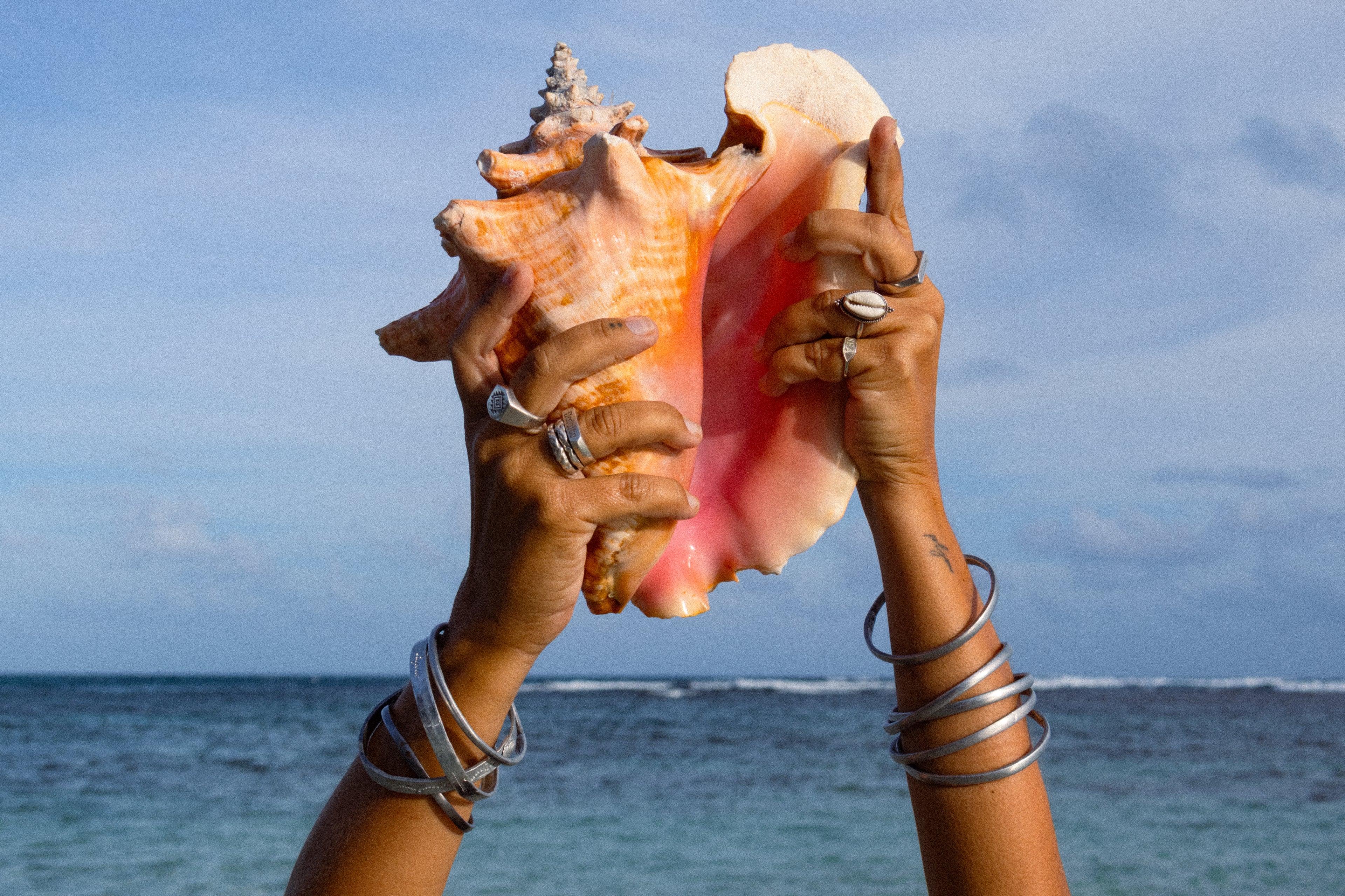 Ring Cowrie